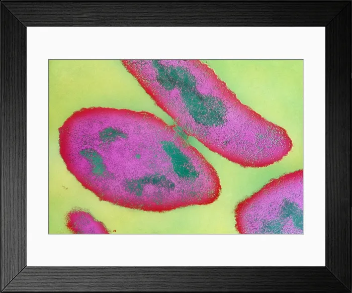 Framed Print : Bacteria Reproducing Framed Print : Bacteria Reproducing