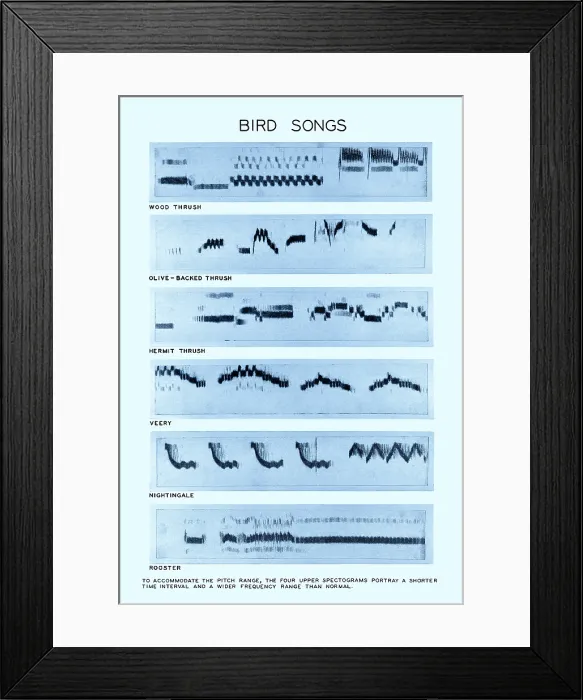 Framed Print : Spectrogram of Bird Songs Framed Print : Spectrogram of Bird Songs