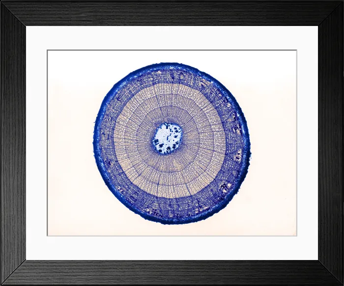 Framed Print : Tilia Stem, light micrograph