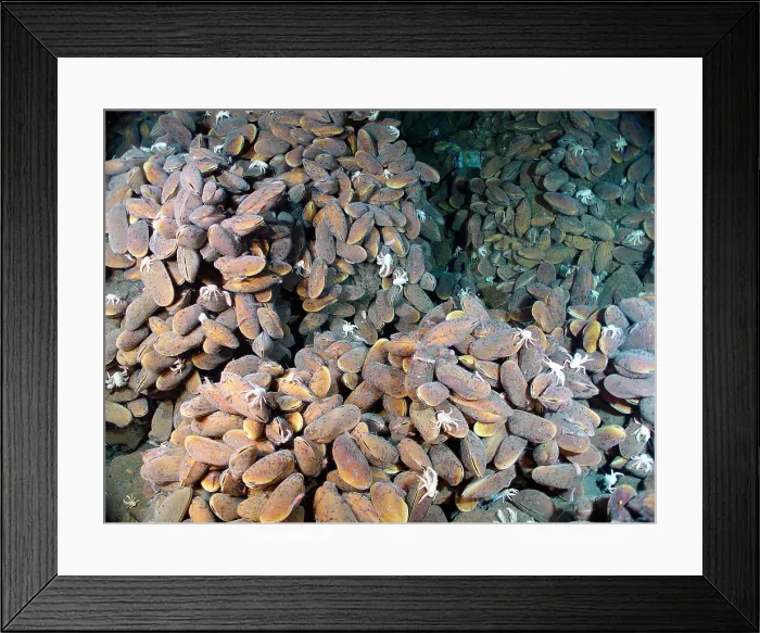 Framed Print : Hydrothermal Vent Community Framed Print : Hydrothermal Vent Community