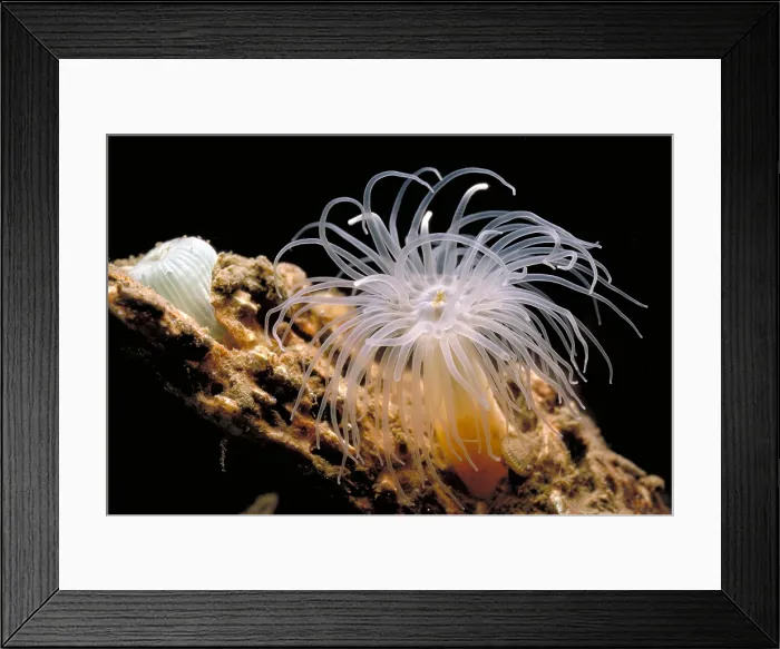 Framed Print : Ghost Anemones Framed Print : Ghost Anemones