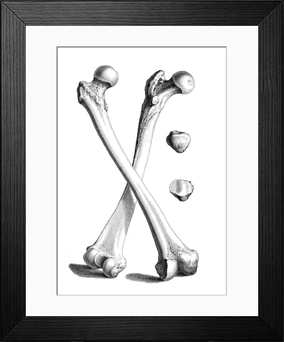 Framed Print : William Cheselden, 'Osteographia', 1733 Framed Print : William Cheselden, 'Osteographia', 1733