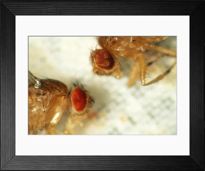 Framed Print : Rosy-Eyed Fruit Fly