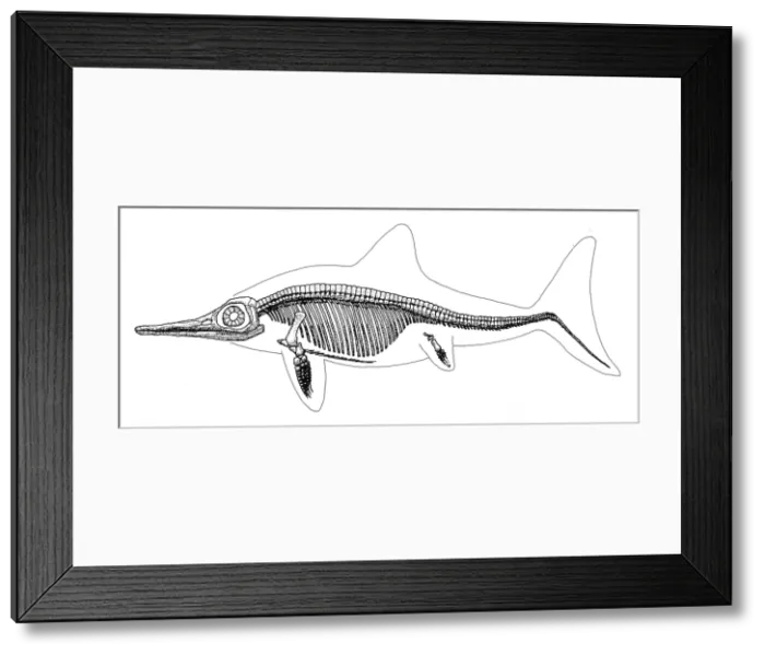 Framed Print : Ichthyosaur Skeleton, Mesozoic Reptile Framed Print : Ichthyosaur Skeleton, Mesozoic Reptile