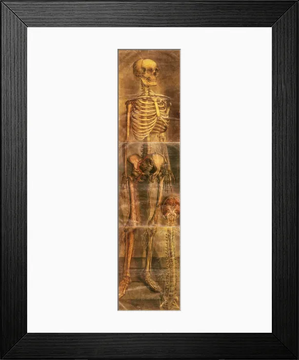 Framed Print : Anatomie Generale Des Visceres