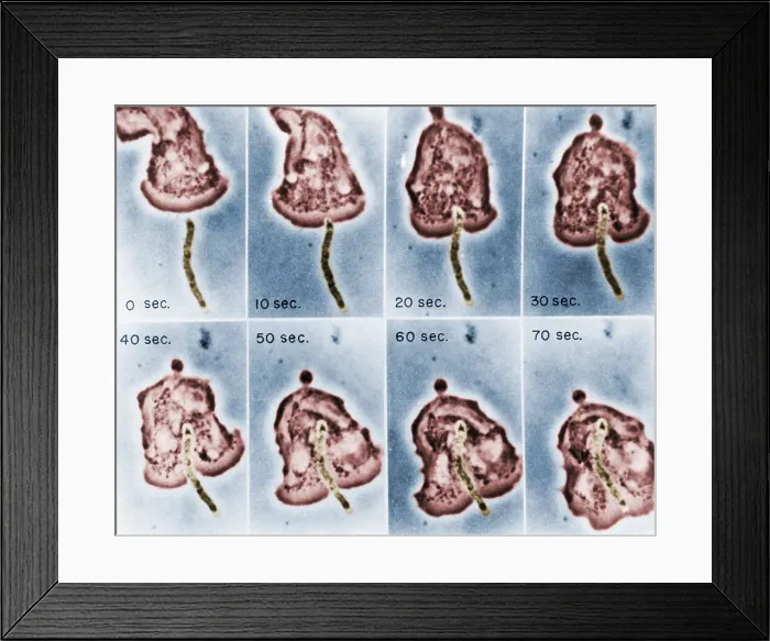 Framed Print : Phagocytosis, WBC Ingests Bacillus megaterium, light micrograph Framed Print : Phagocytosis, WBC Ingests Bacillus megaterium, light micrograph