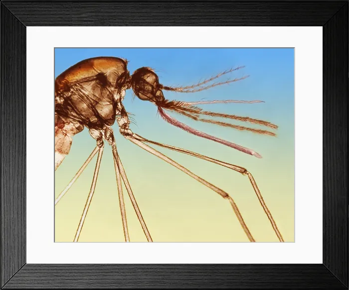 Framed Print : Anopheles Mosquito under a microscope Framed Print : Anopheles Mosquito under a microscope