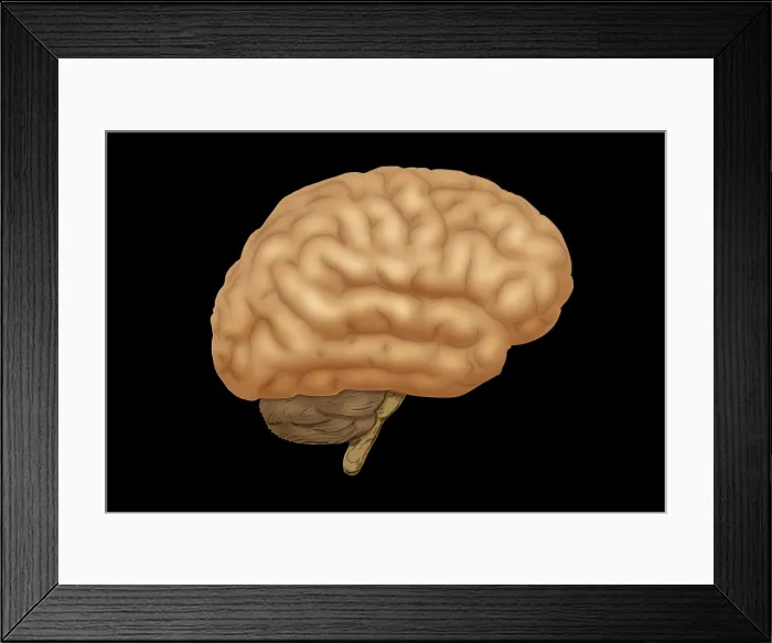 Framed Print : Human Brain Framed Print : Human Brain