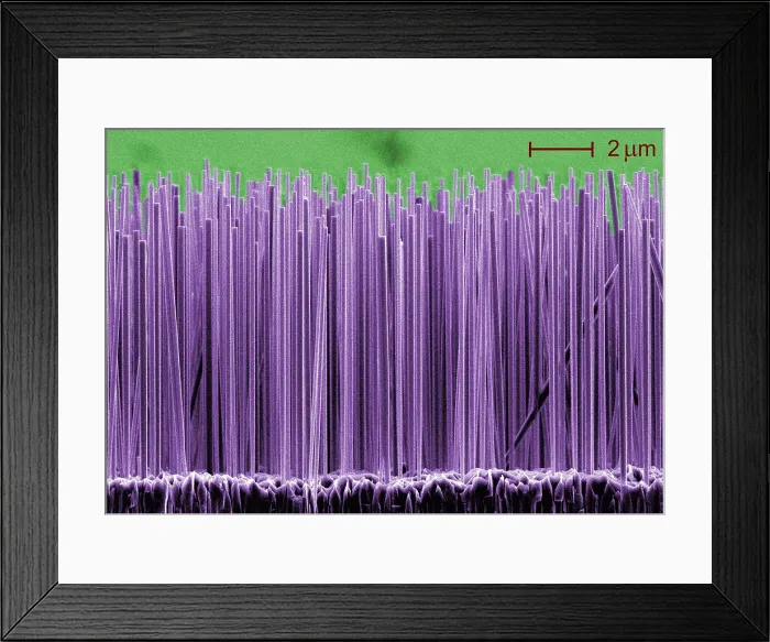 Framed Print : Semiconductor Nanowires, under a microscope (SEM) Framed Print : Semiconductor Nanowires, under a microscope (SEM)