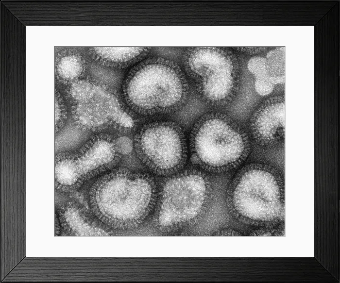 Framed Print : Influenza Virus Framed Print : Influenza Virus