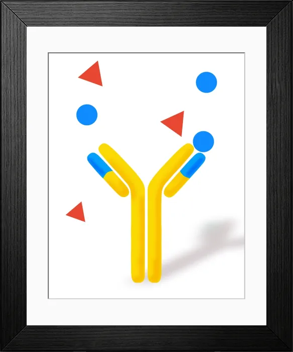 Framed Print : Monoclonal antibodies Framed Print : Monoclonal antibodies