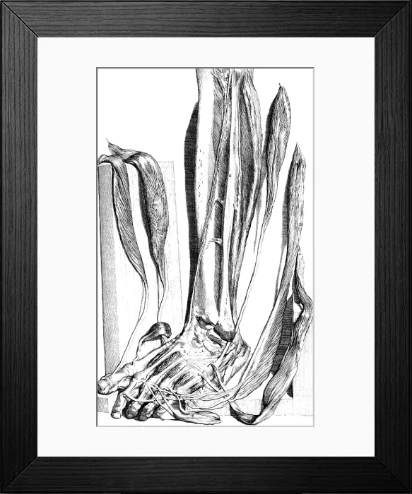 Framed Print : Anatomia humani corporis, Table 82, 1690 Framed Print : Anatomia humani corporis, Table 82, 1690