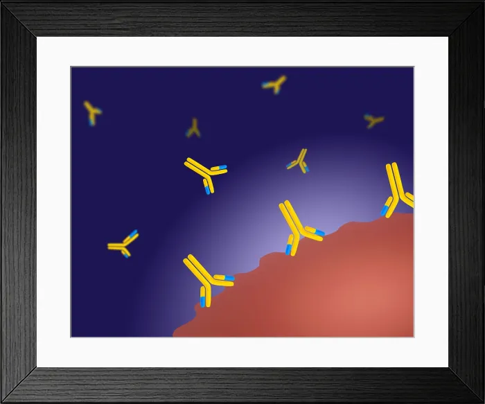 Framed Print : Monoclonal antibodies