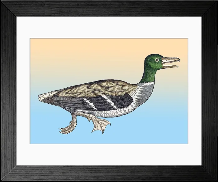 Framed Print : Gessner, Duck, 16th Century Framed Print : Gessner, Duck, 16th Century