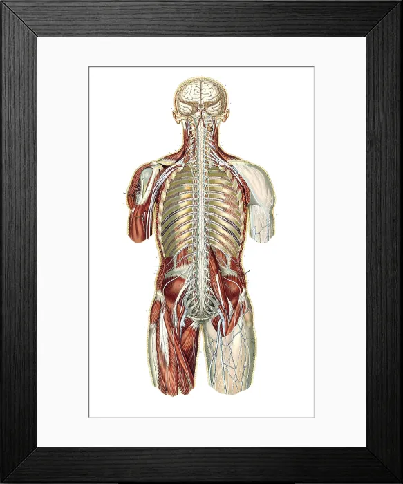 Framed Print : Anatomie du Corps Humain, Laskowski, 1894 Framed Print : Anatomie du Corps Humain, Laskowski, 1894