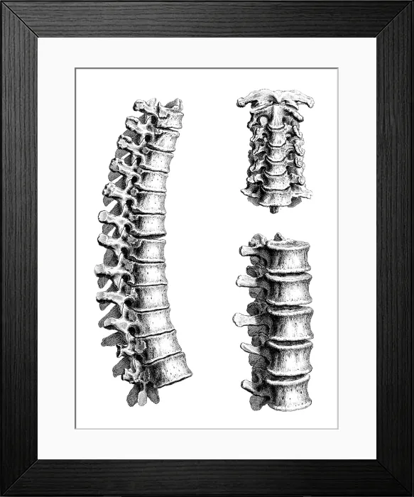 Framed Print : William Cheselden, 'Osteographia', 1733 Framed Print : William Cheselden, 'Osteographia', 1733
