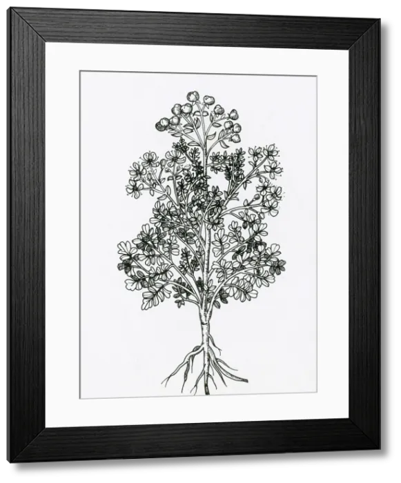 Framed Print : Ruta Graveolens, Alchemy Plant Framed Print : Ruta Graveolens, Alchemy Plant