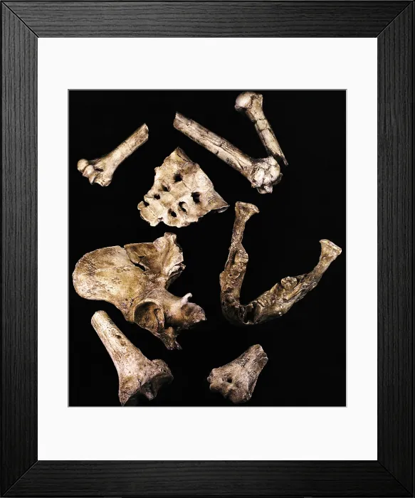 Framed Print : Australipithecus Afarensis Framed Print : Australipithecus Afarensis