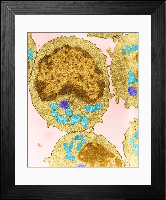 Framed Print : Immune System, Lymphocyte, TEM Framed Print : Immune System, Lymphocyte, TEM