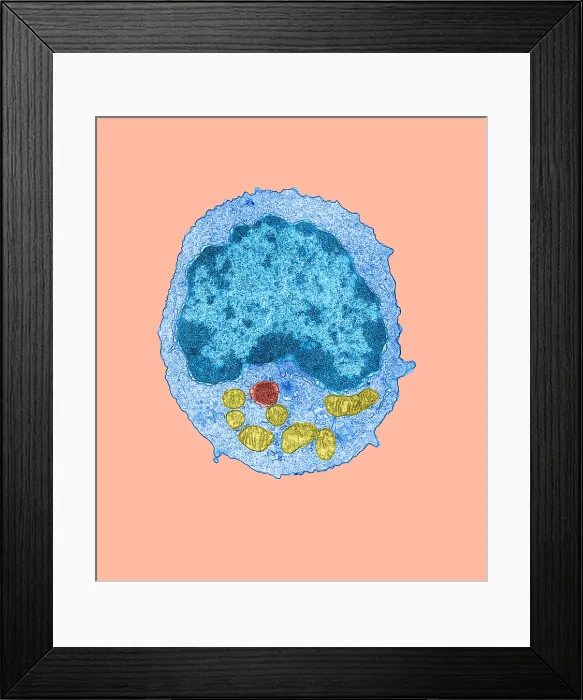 Framed Print : Immune System, Lymphocyte, TEM Framed Print : Immune System, Lymphocyte, TEM
