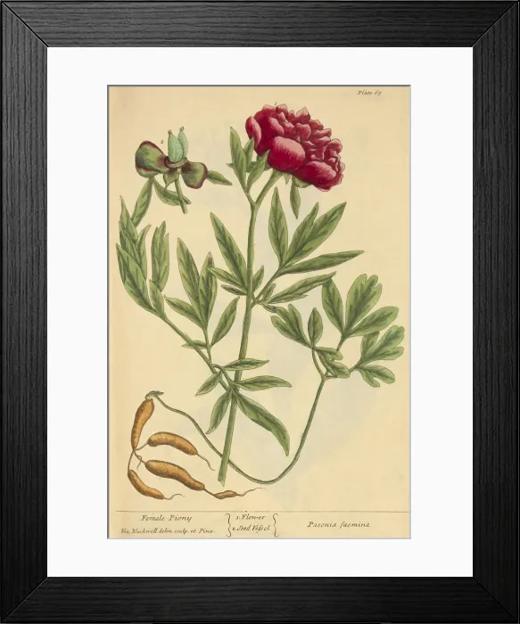 Framed Print : Female Peony, Medicinal Plant, 1737 Framed Print : Female Peony, Medicinal Plant, 1737