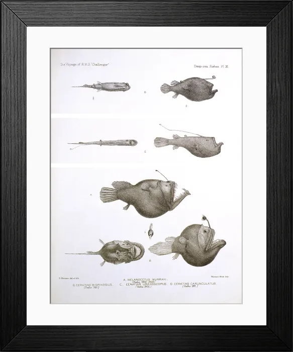 Framed Print : Deep Sea Fishes Framed Print : Deep Sea Fishes