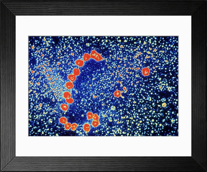 Framed Print : Ribosomes, mRNA, Protein Production, TEM Framed Print : Ribosomes, mRNA, Protein Production, TEM