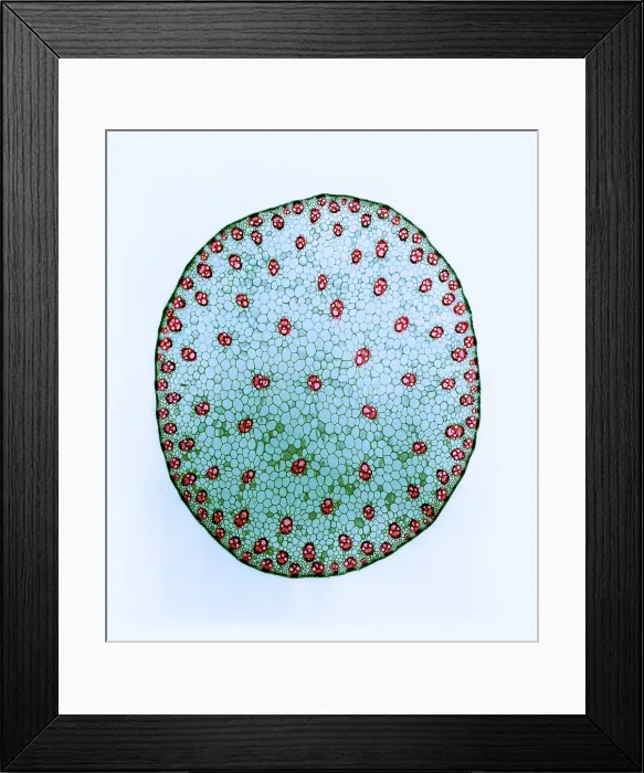 Framed Print : Stem of a Corn Plant, light micrograph Framed Print : Stem of a Corn Plant, light micrograph