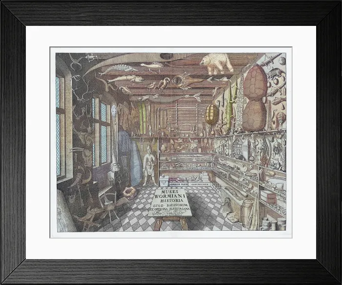 Framed Print : Museum Wormianum, Curiosity Cabinet, 1655 Framed Print : Museum Wormianum, Curiosity Cabinet, 1655