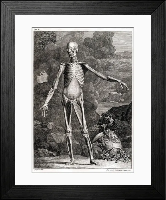 Framed Print : 18th Century Anatomical Engraving Framed Print : 18th Century Anatomical Engraving