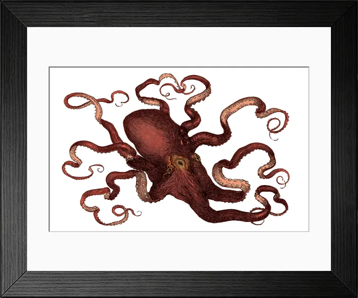 Framed Print : Octopus, 19th Century Framed Print : Octopus, 19th Century