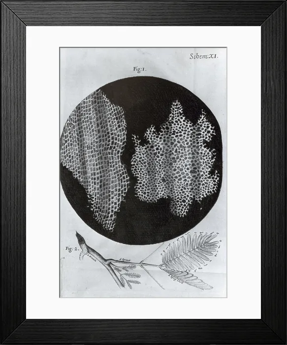Framed Print : Cork Wood Cells, Illustration Framed Print : Cork Wood Cells, Illustration