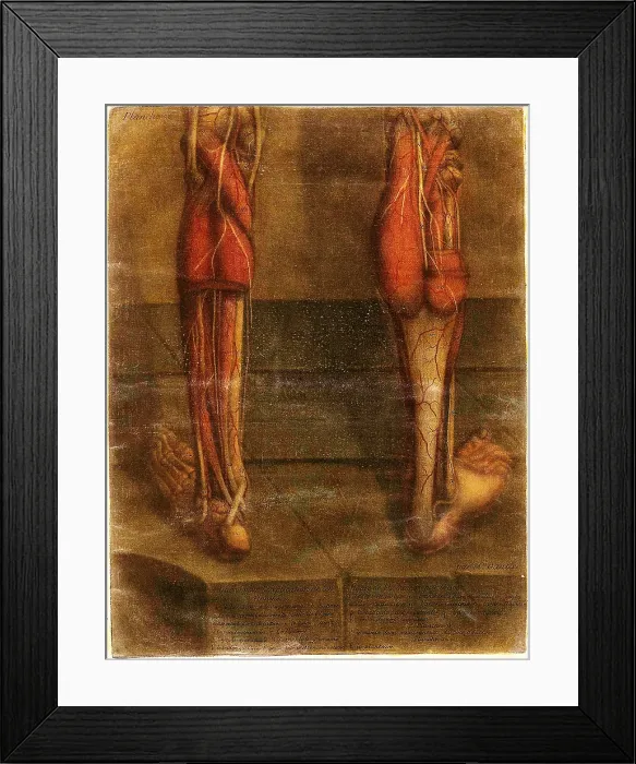 Framed Print : Anatomie Generale Des Visceres Framed Print : Anatomie Generale Des Visceres