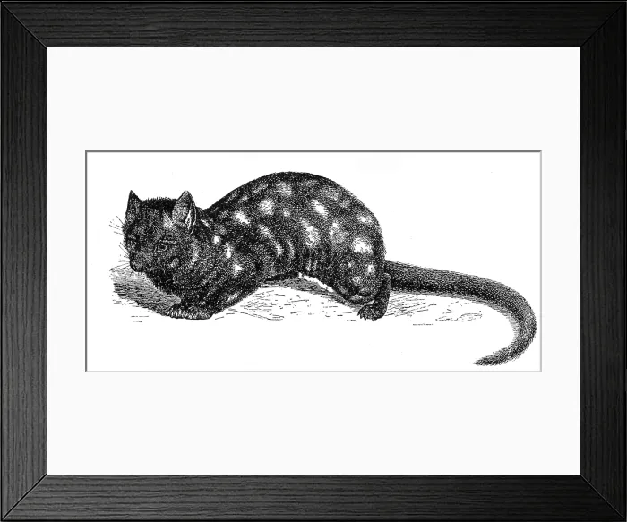 Framed Print : Eastern Quoll, Dasyurus viverrinus Framed Print : Eastern Quoll, Dasyurus viverrinus