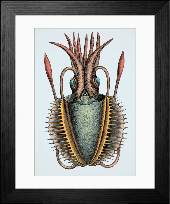 Framed Print : Squid, Deep Sea Cephalopod