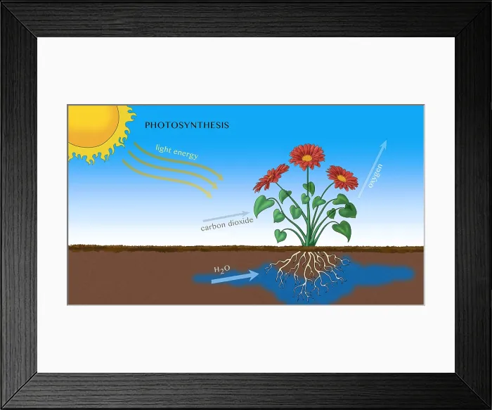 Framed Print : Photosynthesis, Illustration