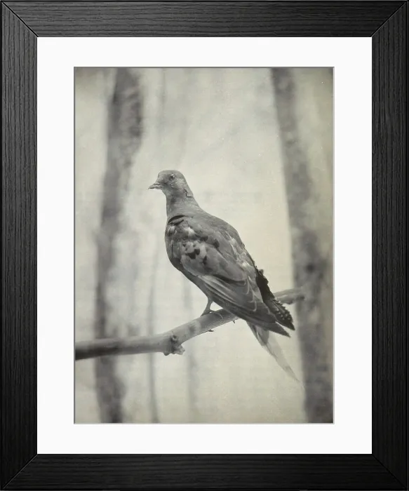 Framed Print : Martha, Last Known Passenger Pigeon Framed Print : Martha, Last Known Passenger Pigeon