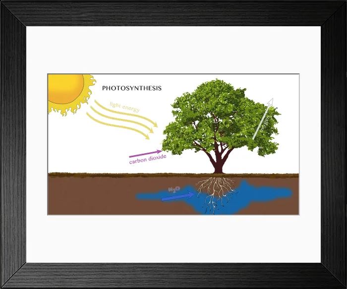 Framed Print : Photosynthesis, Illustration