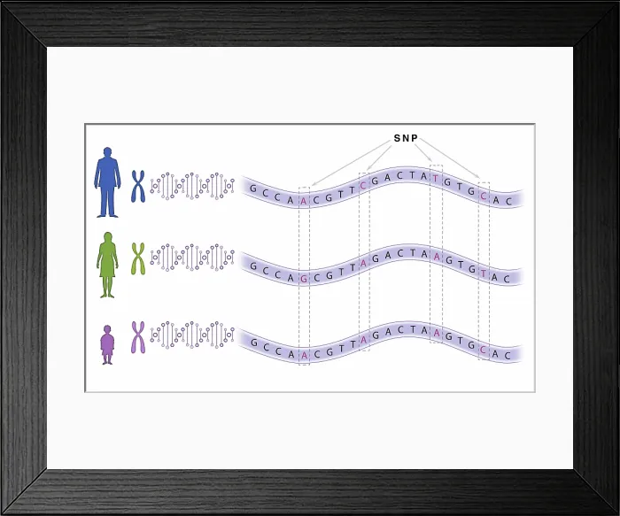 Framed Print : Single Nucleotide Polymorphism (SNP) Framed Print : Single Nucleotide Polymorphism (SNP)