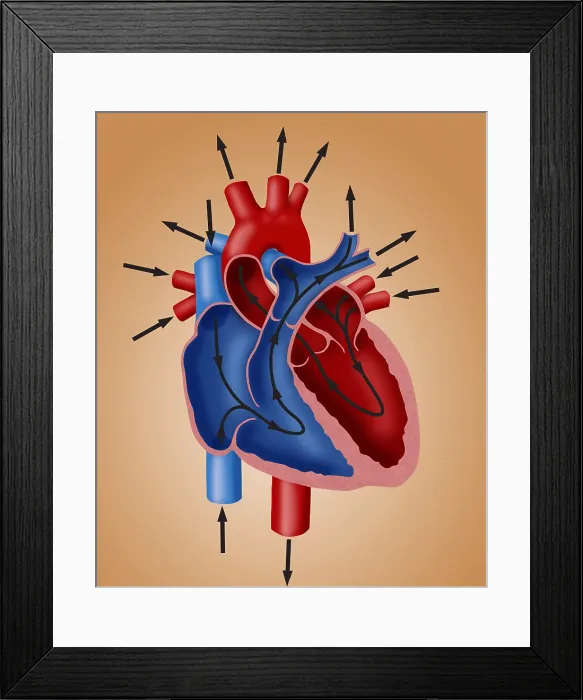Framed Print : Blood Flow Diagram Framed Print : Blood Flow Diagram