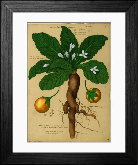 Framed Print : Mandrake Root, Alchemy Plant