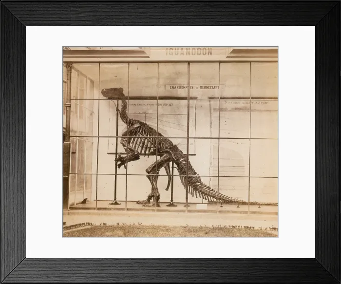 Framed Print : Iguanodon Skeleton, Mesozoic Dinosaur