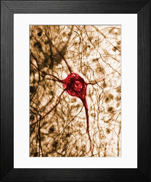 Framed Print : Nervous System, Neuron, TEM Framed Print : Nervous System, Neuron, TEM