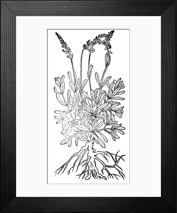 Framed Print : Spikenard, Alchemy Plant Framed Print : Spikenard, Alchemy Plant