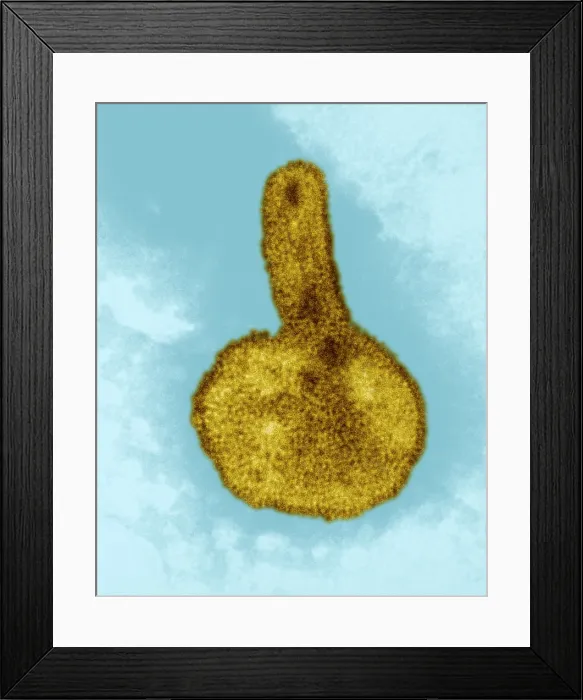 Framed Print : H3N2, Hong Kong Flu Virus, TEM Framed Print : H3N2, Hong Kong Flu Virus, TEM