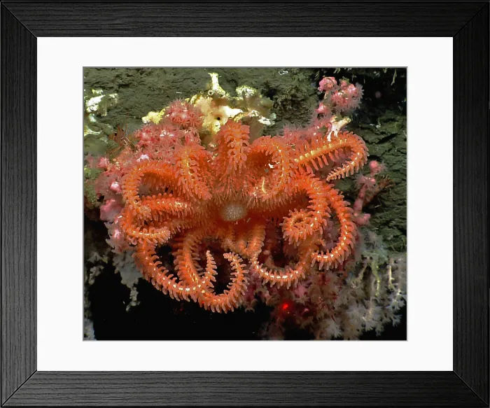 Framed Print : Brisingid Seastar in Hydrographer Canyon Framed Print : Brisingid Seastar in Hydrographer Canyon