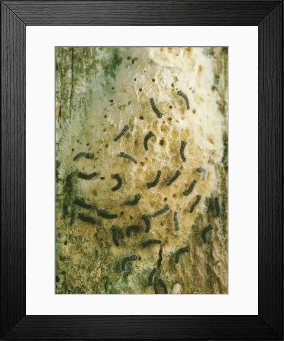 Framed Print : Hatching Gypsy Moths
