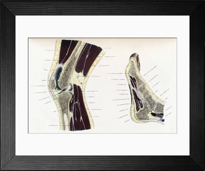 Framed Print : Topographisch-anatomischer, Braune, 1872