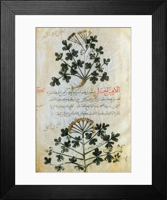 Framed Print : Dioscorides, 'De Materia Medica', 13th Century Framed Print : Dioscorides, 'De Materia Medica', 13th Century