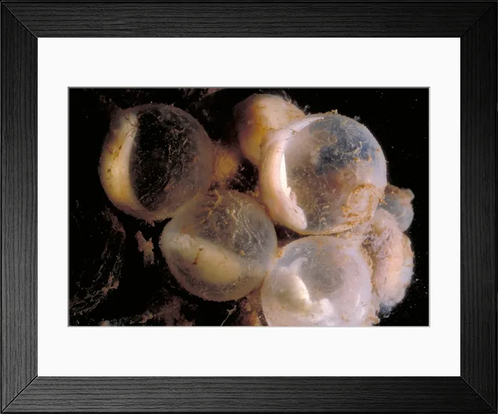 Framed Print : Hellbender Eggs Framed Print : Hellbender Eggs